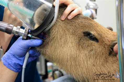 capybara teeth | Tumblr