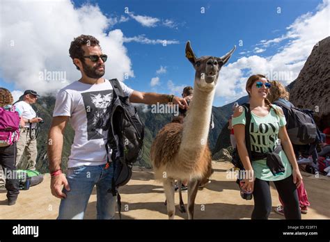 Peru, Hikers pose for snapshots beside Llama wandering amid Inca ruins at Machu Picchu Stock ...