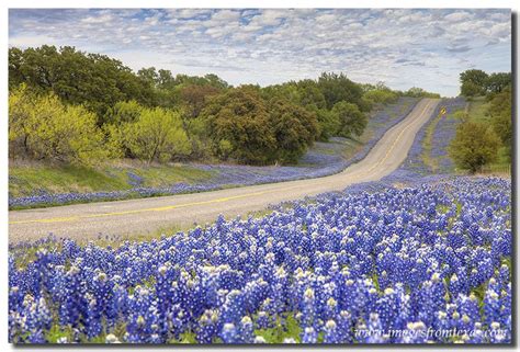 Texas Hill Country Wildflowers | TeXas HiLL CounTry | Pinterest