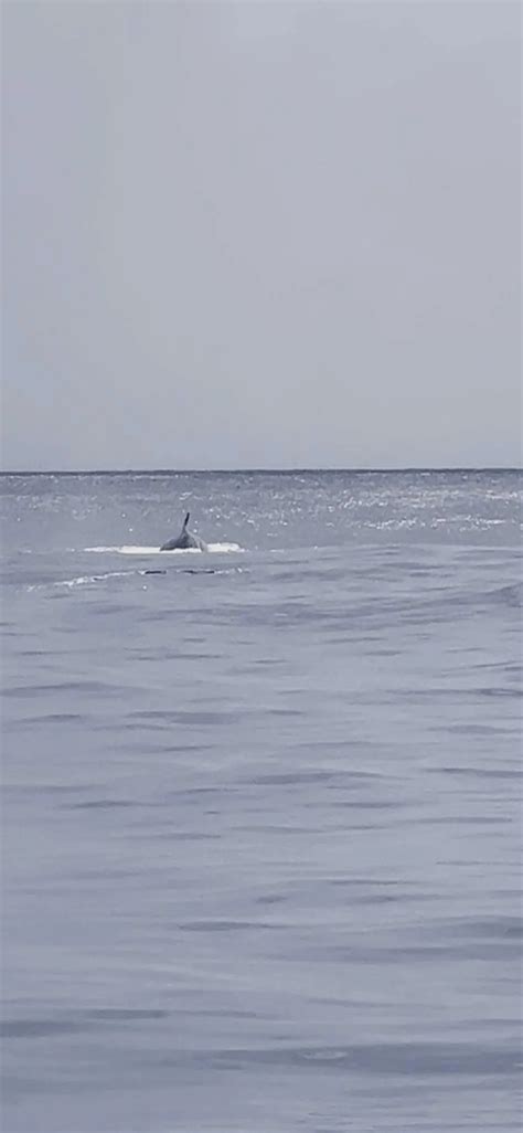 Fishermen Spot Rare Endangered Rice's Whale in the Gulf of Mexico ...