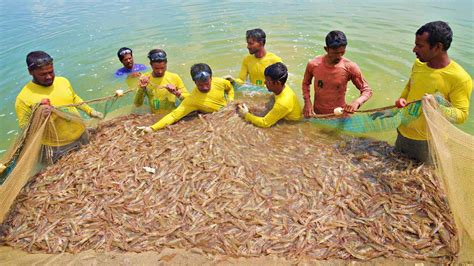 Prawns Shrimps Fish Harvest Culture Fish Farming | Venami Chingri Farming Business in India ...