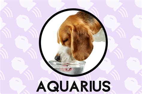 Aquarius Dog Personality: What Being An Aquarius Says About Your Dog