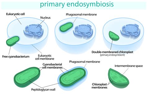 Endosymbiosis - C.S.W.D