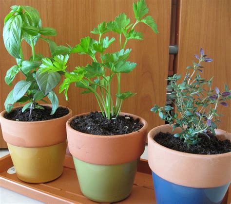 10 tips for growing herbs in pots: Pinch and prune | Growing herbs in pots, Herb pots, Plant ...