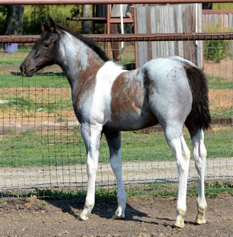 This little foal looks like a combination of a blue roan, a red roan, a grey, and a paint. It’s ...