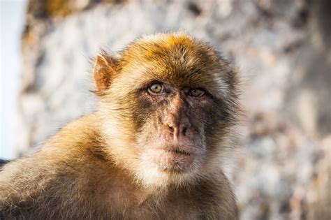 Gibraltar Barbary Ape - Gibraltar Info