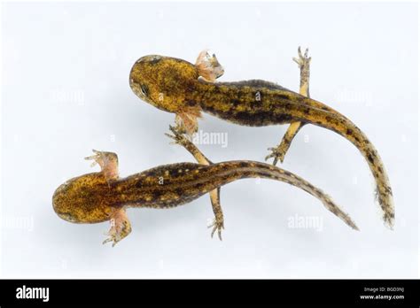 European Fire Salamander (Salamandra salamandra). Two adpoles or larvae, in aquatic stage of ...