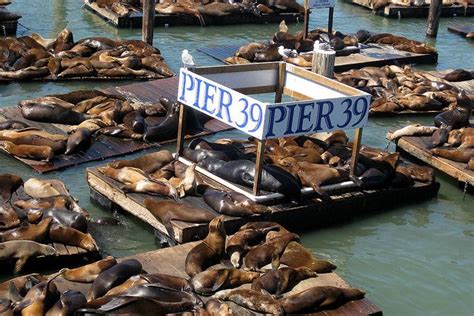 San Francisco - Fisherman's Wharf: Sea Lions at Pier 39 | Fishermans wharf, Pier 39 san ...