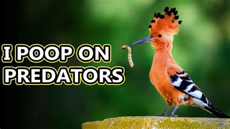 Hoopoe facts: birds with stinkin' great accuracy | Animal Fact Files - YouTube