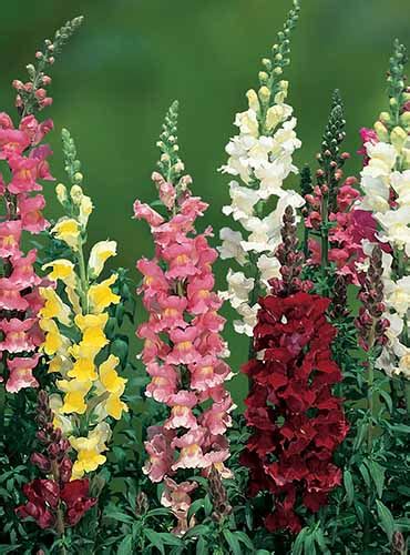 23 of the Best Snapdragon Varieties to Grow at Home