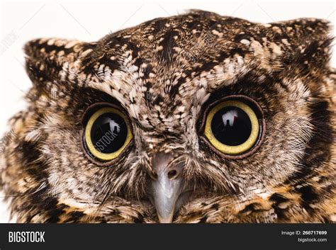 Owl Face High Image & Photo (Free Trial) | Bigstock