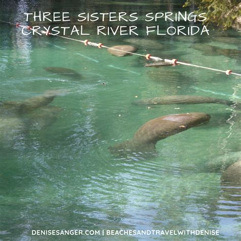 Three Sisters Springs Manatees What You Need To Know Before Visiting ...