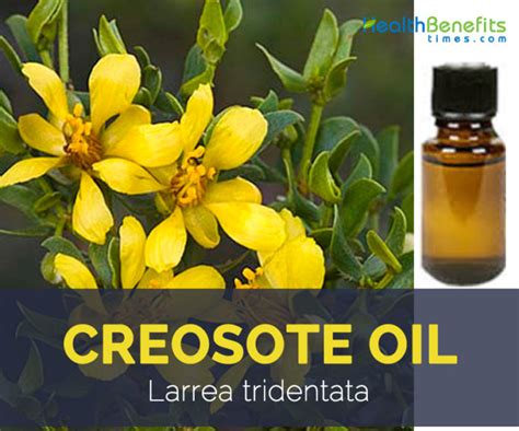 Creosote Oil facts and health benefits