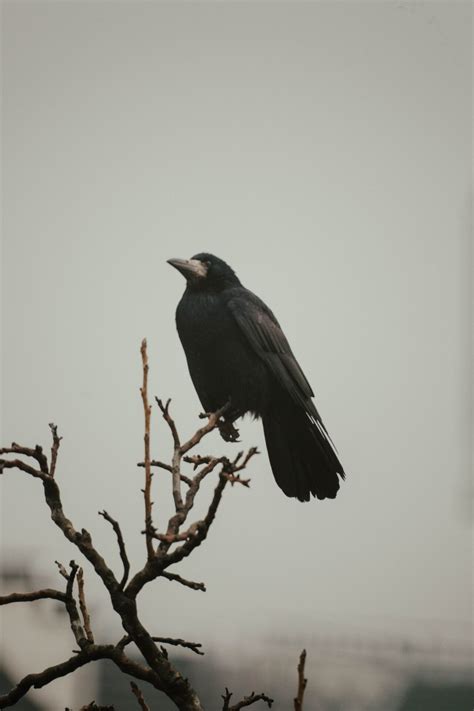 Crow Symbolism: Spiritual Meaning Of The Crow | Tea & Rosemary