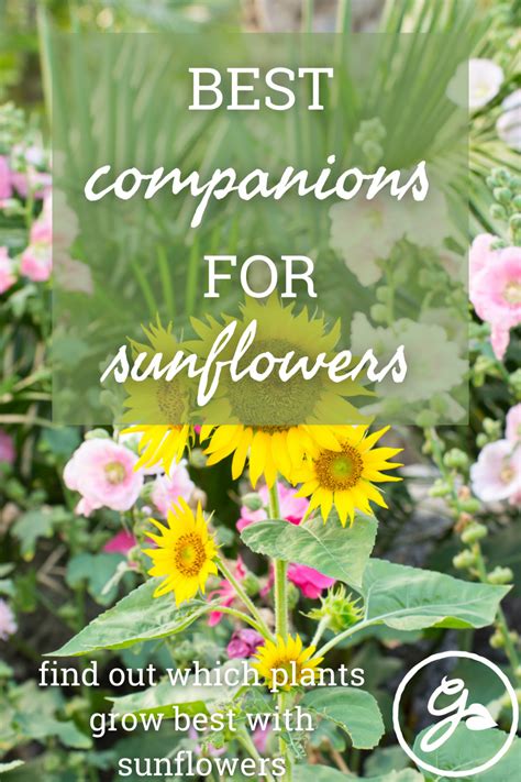 Companion Planting With Sunflowers | Companion planting, Planting ...