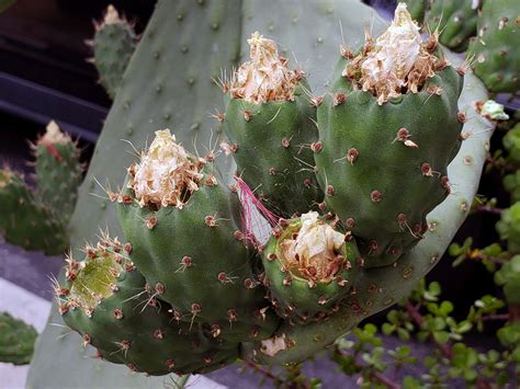 Cholla Buds Free Stock Photo - Public Domain Pictures