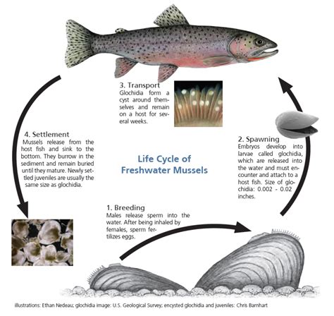 Word from the Wild: What Happened to Pearlshell Mussels in the Hanford Reach?