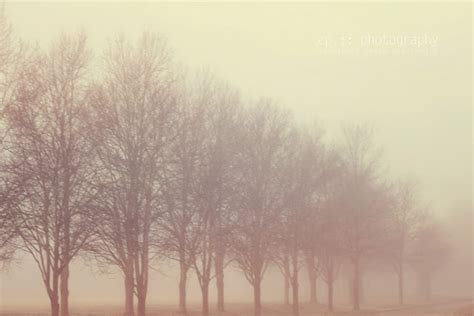 sassafras: morning fog :: landscape photography