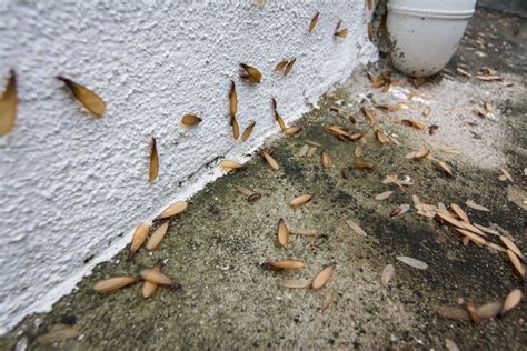 Winged Termites Infesting Your Home - My Pest Pros