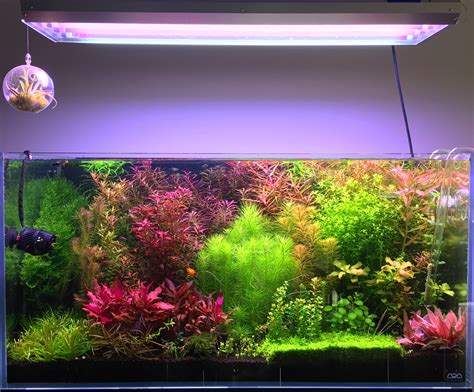 Aquarium Live Plants - Plants BN