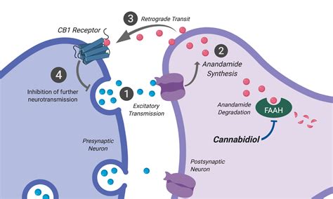 Molecular Mechanisms of Cannabidiol – Integrative Pharmacology