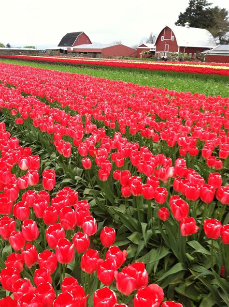 Tulip Festival. Mount Vernon, WA Tulip Festival, Mount Vernon, Barns ...