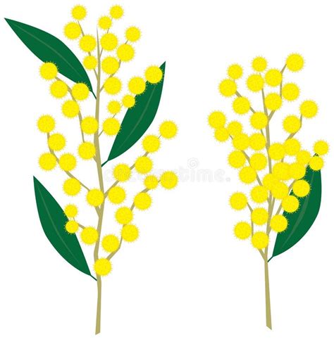 Australian Wattle Stock Illustrations – 129 Australian Wattle Stock Illustrations, Vectors ...