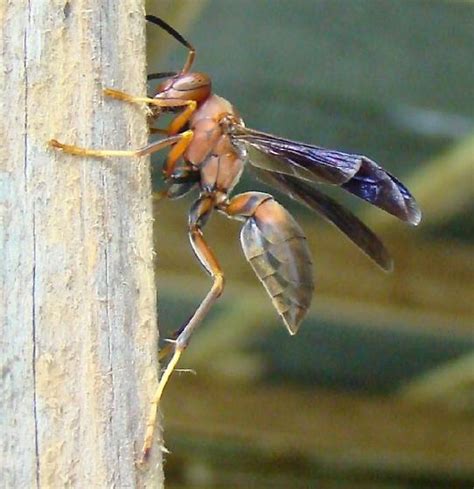 Red Wasp - Polistes metricus - BugGuide.Net