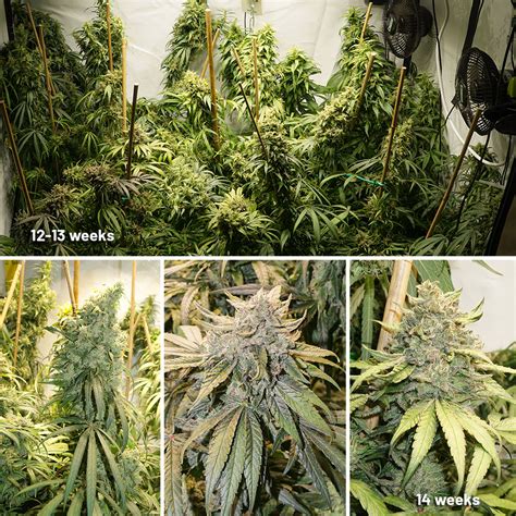 Cannabis Grow Room ventilation Setup Guide | Dutch Passion