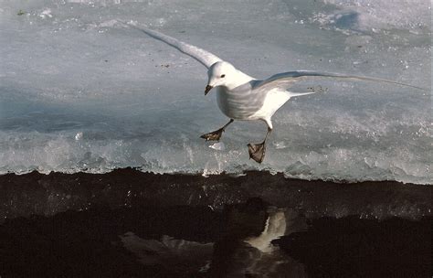 Snow petrels - facts and pictures