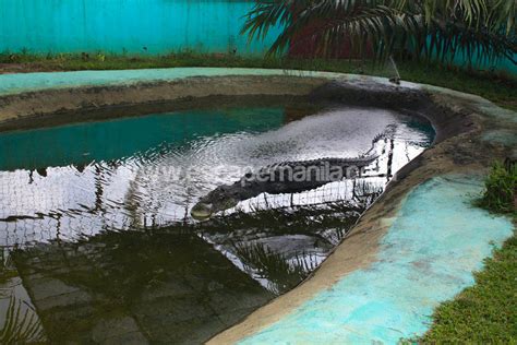 A Close Encounter with Lolong - The Longest Captive Crocodile in the World | Escape Manila