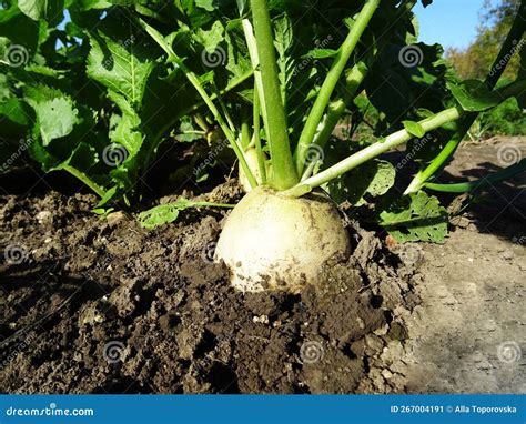 Harvesting White Radish in Natural Conditions, Fresh Vegetable Stock ...