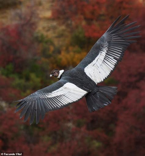 Giant condors can travel over 100 miles without flapping wings | Daily Mail Online