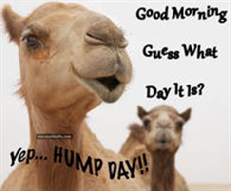 Geico Hump Day Wallpaper