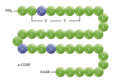 Protein primary structure of human CGRP. The calcitonin gene-related... | Download Scientific ...