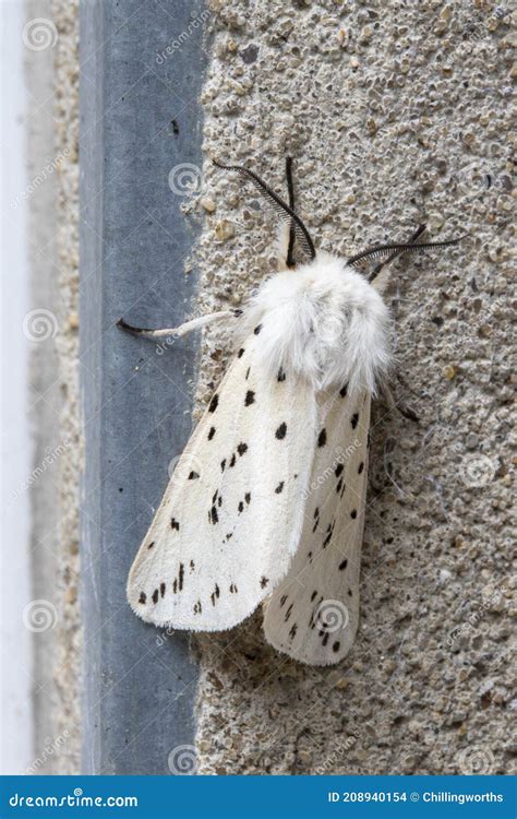 Ermine Moth Caterpillars In The Cocoon Stage Of Their Life Cycle Stock ...