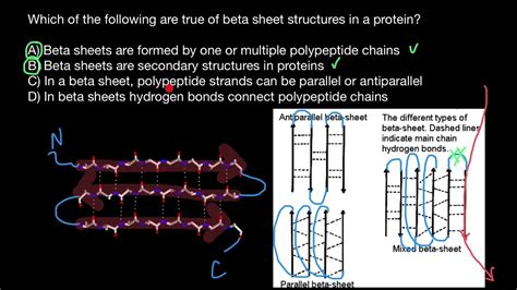 Parallel vs antiparallel beta-sheets - YouTube