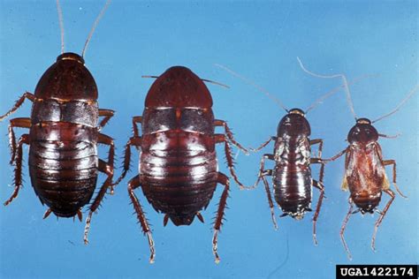 8 Types of Roaches with Pictures: A Pest Identification Guide ...