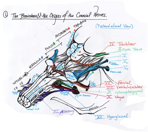 Neuroanatomy Study Drawings | School survival, Study, School