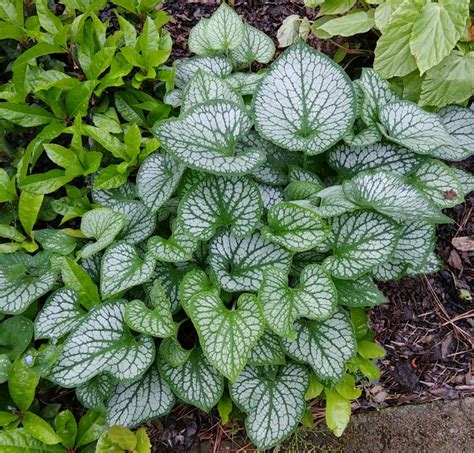 Hosta Companion Plants - Growing Hostas with Shade Loving Plants