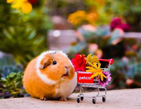 Petco on Twitter: "It’s Guinea Pig Appreciation Day, a day to celebrate one of the best ...