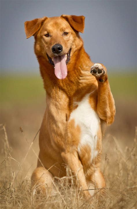 German Shepherd Golden Retriever Mix | Why You Should Choose As A Pet?