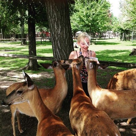 "FEED AND PET THE DEER" at the Wisconsin Deer Park | Best family ...