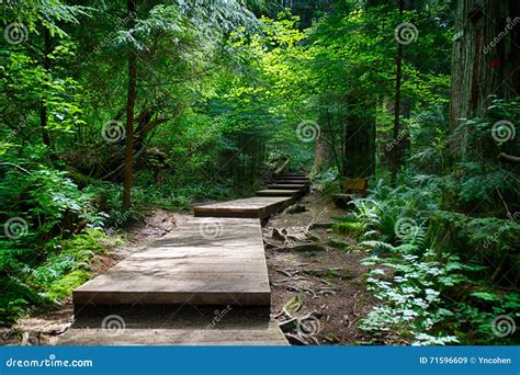 Trail leading into forest stock image. Image of leading - 71596609