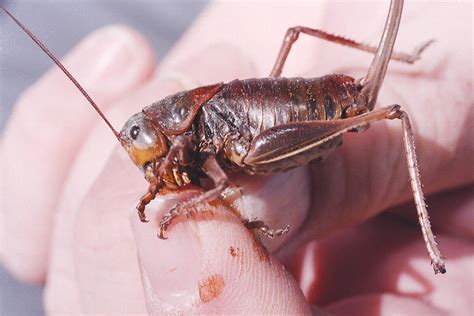 Mormon crickets swarm Nevada county | Local Nevada | Local