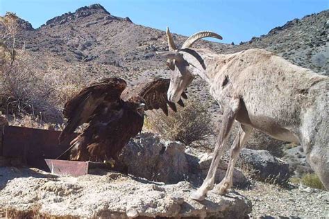 Golden Eagle Vs. Bighorn Sheep: Face-Off Caught on Camera in Mojave Desert