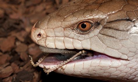 Blue-Tongued Skink Care Sheet | Reptiles' Cove