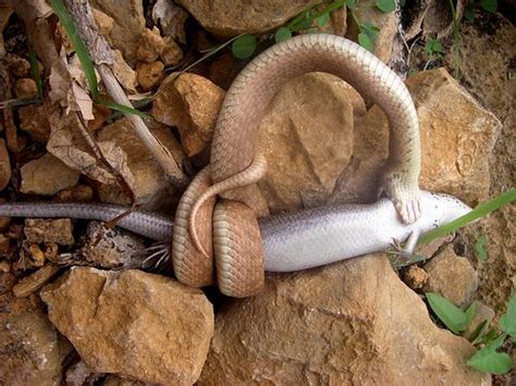 A snake eating a lizard on Socotra island.. Animals Name List, Bird City, Socotra, Reptiles And ...