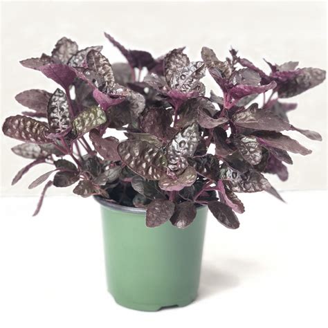 Purple Waffle Plant | Hemigraphis alternata | Plants, Patio plants ...