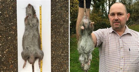 UK's 'biggest ever rat' has just been caught in someone's garden ...